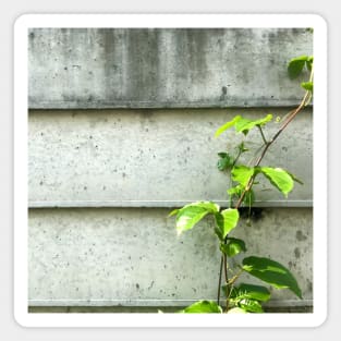 Vine of Betel plant growing up on the cement wall Magnet
